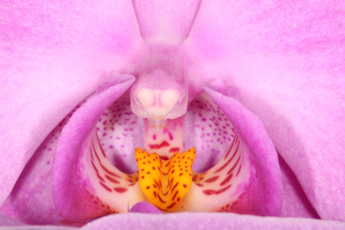 Macro Orchidee - 007